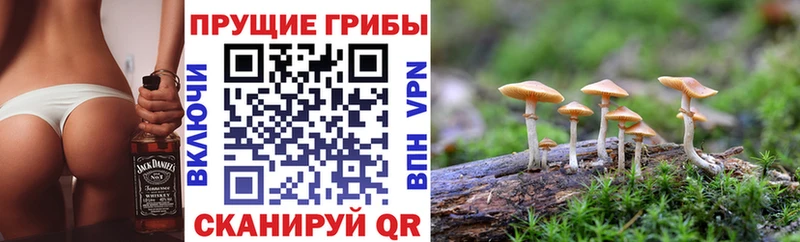 Галлюциногенные грибы Cubensis МЕГА tor Краснообск